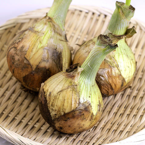 兵庫県淡路島より産地直送の玉ねぎ