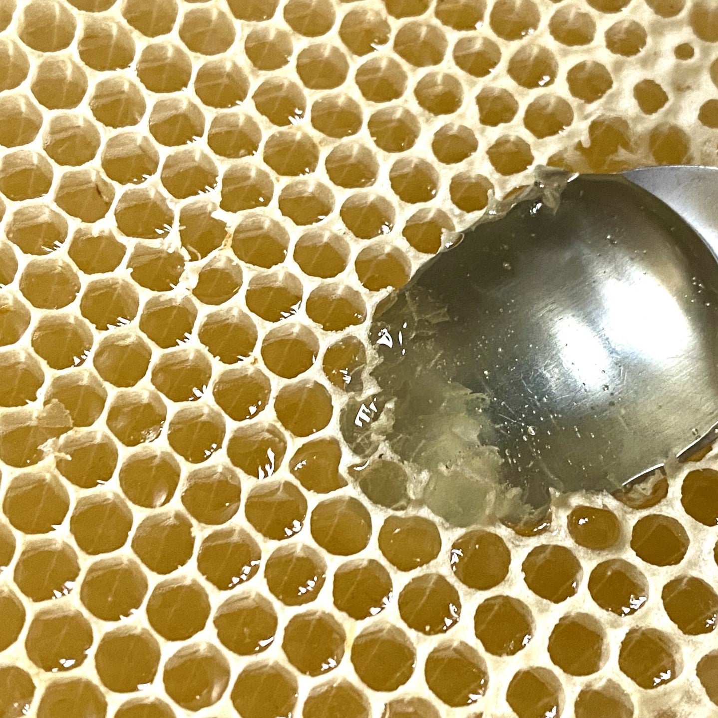 梶浦養蜂園の100％天然はちみつ 百花蜜　500ｇ×3本【徳島県吉野川産】