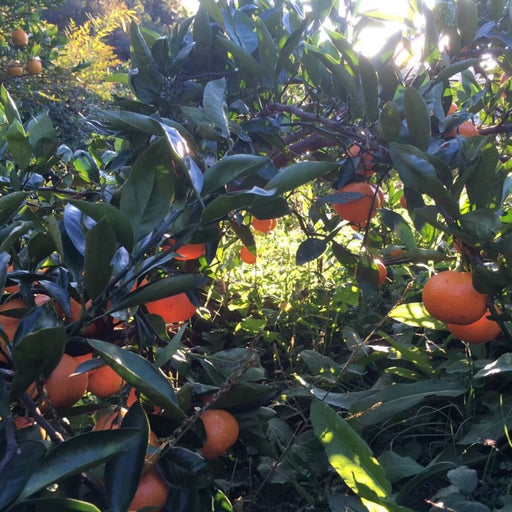 清見オレンジ 3kg箱【和歌山県産】