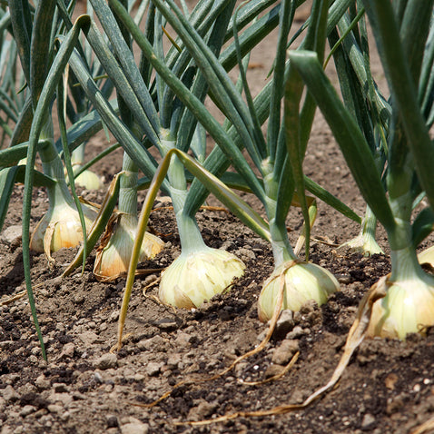 兵庫県淡路島より産地直送の玉ねぎ