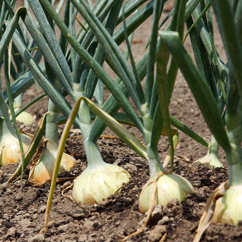 淡路島玉ねぎ “いくたま” Mサイズ 10kg【兵庫県淡路島産】