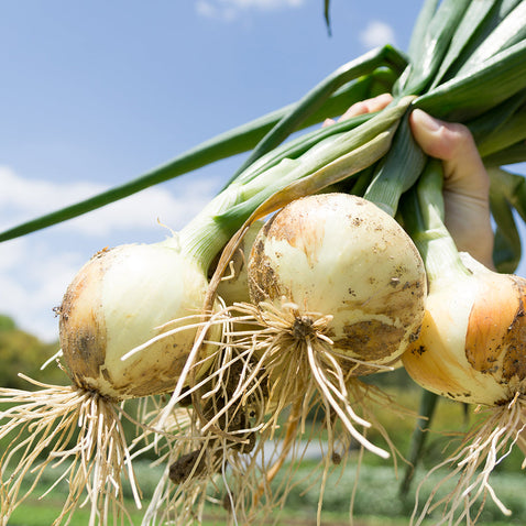《予約販売》淡路島 新玉ねぎ 極早生 “いくたま” 5kg【兵庫県淡路島産】