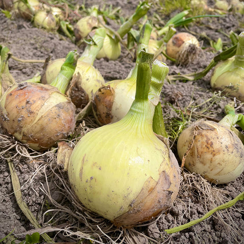 兵庫県淡路島より産地直送の玉ねぎ