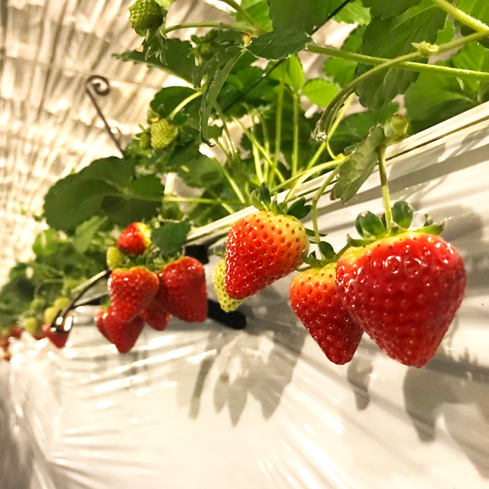 色鮮やかなイチゴ すずあかね 200g×4パック【長野県産】農産物直売所 色鮮やかなイチゴ すずあかね 200g×4パック【長野県産】農産物直売所